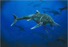 Rare ichthyosaur is only second known example Wahlisaurus massarae
