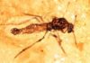 insect fossilized in amber