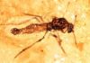 Researchers uncover New Zealand’s first fossils preserved in amber insect fossilized in amber