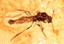 Researchers uncover New Zealand’s first fossils preserved in amber insect fossilized in amber