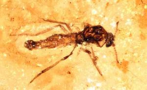 insect fossilized in amber