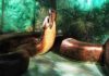 “Snakes” Why did it have to be giant snakes? Titanoboa devouring a dyrosaurid crocodyliform, from the Smithsonian exhibit