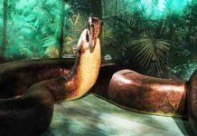“Snakes” Why did it have to be giant snakes? Titanoboa devouring a dyrosaurid crocodyliform, from the Smithsonian exhibit