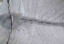 Soft tissue fossil clues could help search for ancient life on Earth and other planets The fossil Waptia from the Burgess Shale, Canada