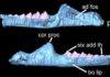 South Wales fossil identified as new species of ancient reptile Clevosaurus cambrica