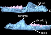 South Wales fossil identified as new species of ancient reptile Clevosaurus cambrica