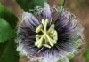 When did flowers originate? Passion Flower