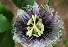 When did flowers originate? Passion Flower