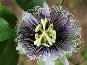 Passion Flower