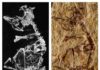 "Enantiornithes" Tiny fossil of a prehistoric baby bird