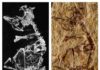 127 million year old baby bird fossil sheds light on avian evolution "Enantiornithes" Tiny fossil of a prehistoric baby bird