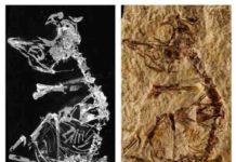 127 million year old baby bird fossil sheds light on avian evolution "Enantiornithes" Tiny fossil of a prehistoric baby bird