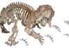 60-year-old paleontological mystery of a ‘phantom’ dicynodont Skeleton of the dicynodont Placerias
