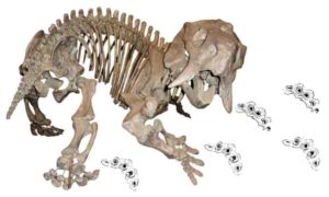 Skeleton of the dicynodont Placerias