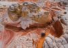 Vermilion Cliffs