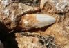 Ancient giant shark tooth goes missing in Australia The well-preserved tooth is an estimated 2-2.5 million years old and belonged to a Megalodon, regarded as one of the largest and most powerful fish to have ever lived