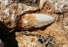 Ancient giant shark tooth goes missing in Australia The well-preserved tooth is an estimated 2-2.5 million years old and belonged to a Megalodon, regarded as one of the largest and most powerful fish to have ever lived