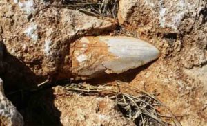 The well-preserved tooth is an estimated 2-2.5 million years old and belonged to a Megalodon, regarded as one of the largest and most powerful fish to have ever lived 