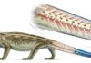 Ancient reptile Captorhinus could detach its tail to escape predator’s grasp illustration of Captorhinus showing breakable tail vertebrae.
