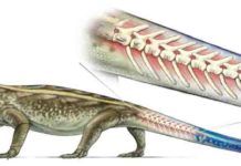 Ancient reptile Captorhinus could detach its tail to escape predator’s grasp illustration of Captorhinus showing breakable tail vertebrae.