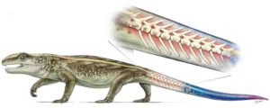 illustration of Captorhinus showing breakable tail vertebrae.