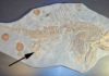 Are palaeontologists naming too many species? Ichthyosaur skeleton