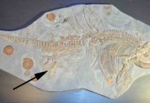 Are palaeontologists naming too many species? Ichthyosaur skeleton