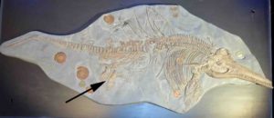 Ichthyosaur skeleton