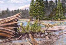 Cretaceous croc had steamy past Isisfordia duncani