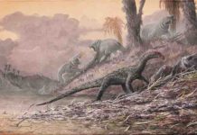 Decade of fossil collecting gives new perspective on Triassic period, emergence of dinosaurs Teleocrater, an early dinosaur relative, is shown feeding on Cynognathus, while hippo-like dicynodonts look on. All of these animals lived in the mid-Triassic of Tanzania, about 240 million years ago.