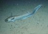 Deep-sea fish choose habitat according to genotype, new research says This is a roundnose grenadier at 1,300m off the Hebrides, Scotland.