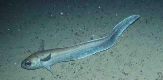 This is a roundnose grenadier at 1,300m off the Hebrides, Scotland.