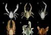 Deep-sea wildlife more vulnerable to extinction than first thought yeti crab