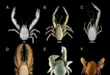 Deep-sea wildlife more vulnerable to extinction than first thought yeti crab