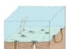 Digging up the Precambrian: Fossil burrows show early origins of animal behavior Reconstruction of the late Ediacaran (ca. 550 million years ago) sea floor with burrows of a worm-like animal.This was the first discovery of such deeply penetrating burrows.