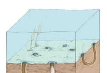 Digging up the Precambrian: Fossil burrows show early origins of animal behavior Reconstruction of the late Ediacaran (ca. 550 million years ago) sea floor with burrows of a worm-like animal.This was the first discovery of such deeply penetrating burrows.