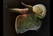 Dinosaur frills and horns did not evolve for species recognition Head of Nasutoceratops.
