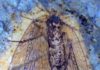 scorpionfly fossil