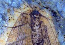 Fossils highlight Canada-Russia connection 53 million years ago scorpionfly fossil