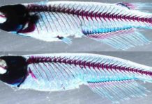 Genetic analysis uncovers the evolutionary origin of vertebrate limbs Top: A medaka fish with normal dorsal and paired pectoral/pelvic fins. Bottom: When the ZRS and sZRS enhancers are knocked out, the fins do not develop normally.