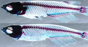 Top: A medaka fish with normal dorsal and paired pectoral/pelvic fins. Bottom: When the ZRS and sZRS enhancers are knocked out, the fins do not develop normally.