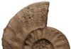 Mass extinction with prior warning Paratirolites