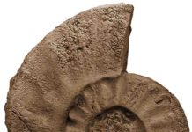 Mass extinction with prior warning Paratirolites