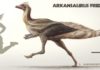 New Ornithomimosaur from Arkansas Described Arkansaurus fridayi