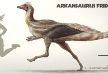 New Ornithomimosaur from Arkansas Described Arkansaurus fridayi