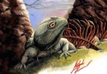A timeline on the evolution of reptiles : 75-year-old belief in reptile evolution Colobops noviportensis