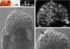 Permian carbo-loading: How starchy treats helped build an ancient world Transmitted-light, cross-polarized-light, and scanning electron microscopy (SEM) image of starch-bearing Lagenicula-type megaspore from the Baode section, north China. AL Details of the starch grain in D (rectangle) in transmitted light. Note the hilum (small depression) in center, and Y-shaped fissures.