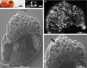 Transmitted-light, cross-polarized-light, and scanning electron microscopy (SEM) image of starch-bearing Lagenicula-type megaspore from the Baode section, north China. AL Details of the starch grain in D (rectangle) in transmitted light. Note the hilum (small depression) in center, and Y-shaped fissures. 