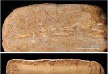 Pterosaurs went out with a bang, not a whimper Some of the Moroccan pterosaur fossils from the study.