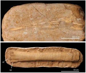 Some of the Moroccan pterosaur fossils from the study. 